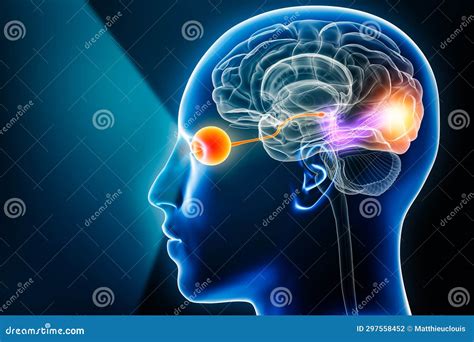 Sensory system: Neurological examination and 